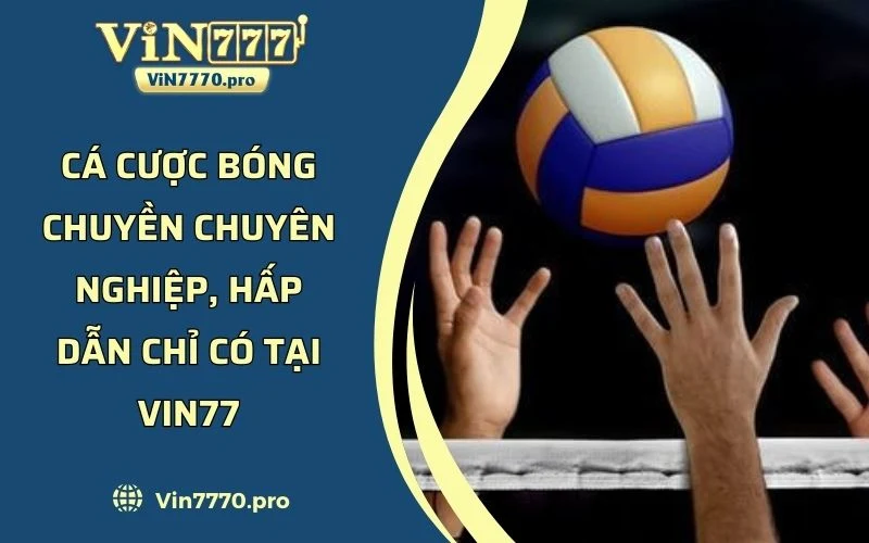 Cá Cược Bóng Chuyền Chuyên Nghiệp, Hấp Dẫn Chỉ Có Tại VIN77